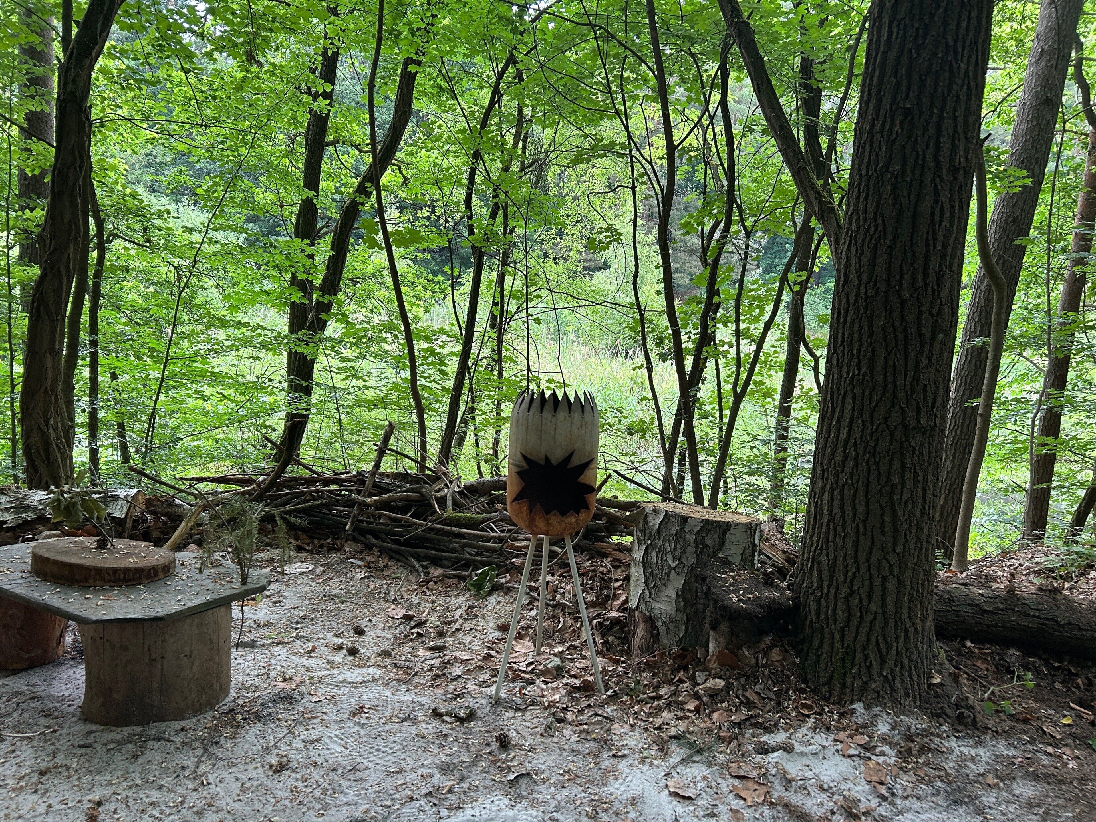 A forested area with a birdhouse on a tree stump, surrounded by trees and a bench.