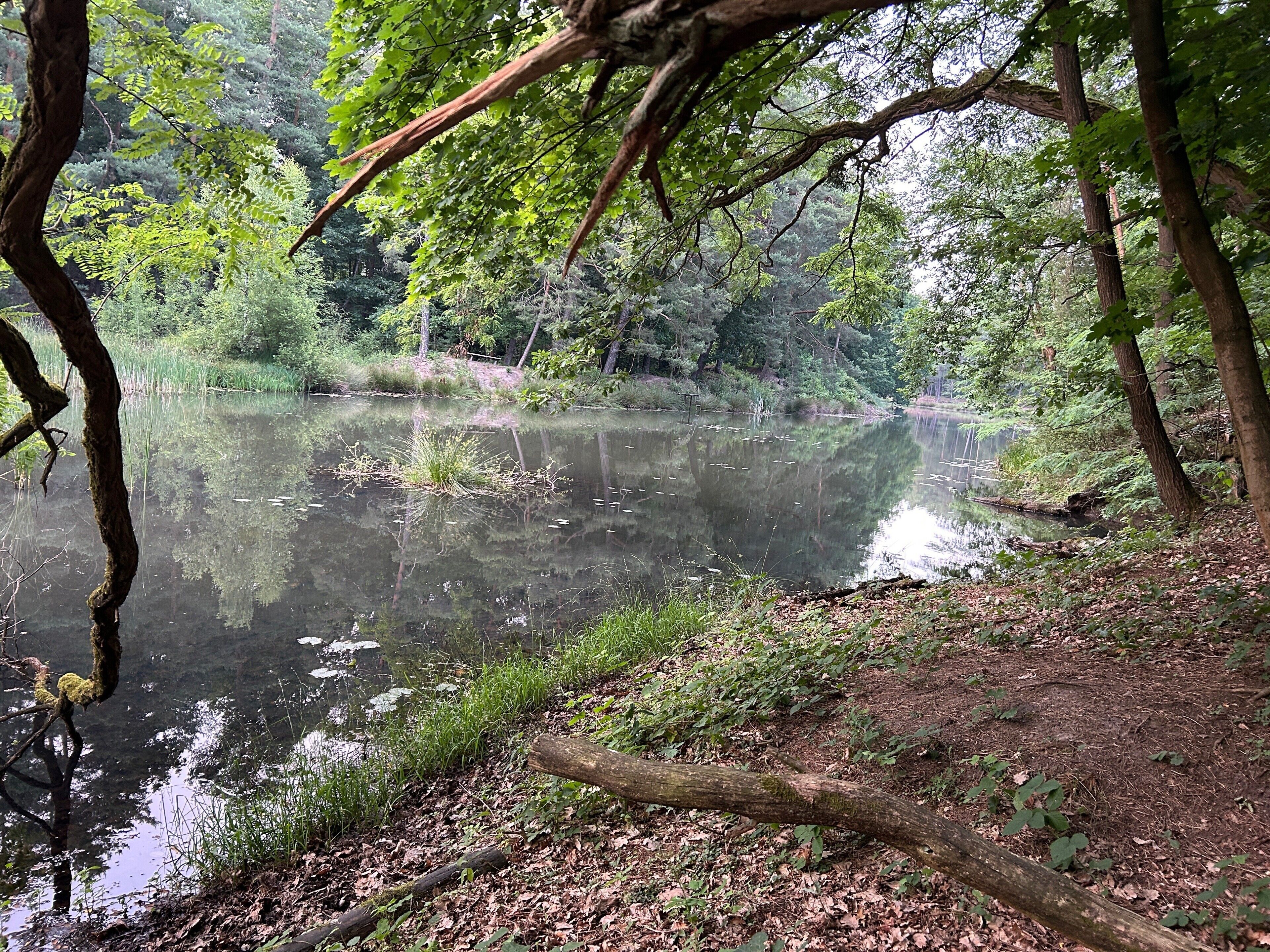 A forested area with a pond, surrounded by trees and vegetation.