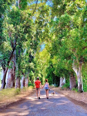 A pathway flanked by tall trees with peeling bark, leading through a lush green forest. - Hotel Nil (Ula)