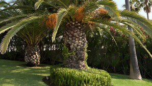 A well-maintained garden with a prominent palm tree, neatly trimmed hedges, and a clear blue sky. - Villa 'With Separate Apartment' near Beach with Pool, Terrace & Wi-Fi (Mijas Costa)