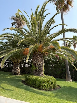 Ein gepflegter Garten mit einer markanten Palme, ordentlich geschnittenen Hecken und blauem Himmel.