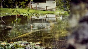 A pond with lily pads and a wooden dock. - Naturhotel Saalerwirt (San Lorenzo di Sebato)