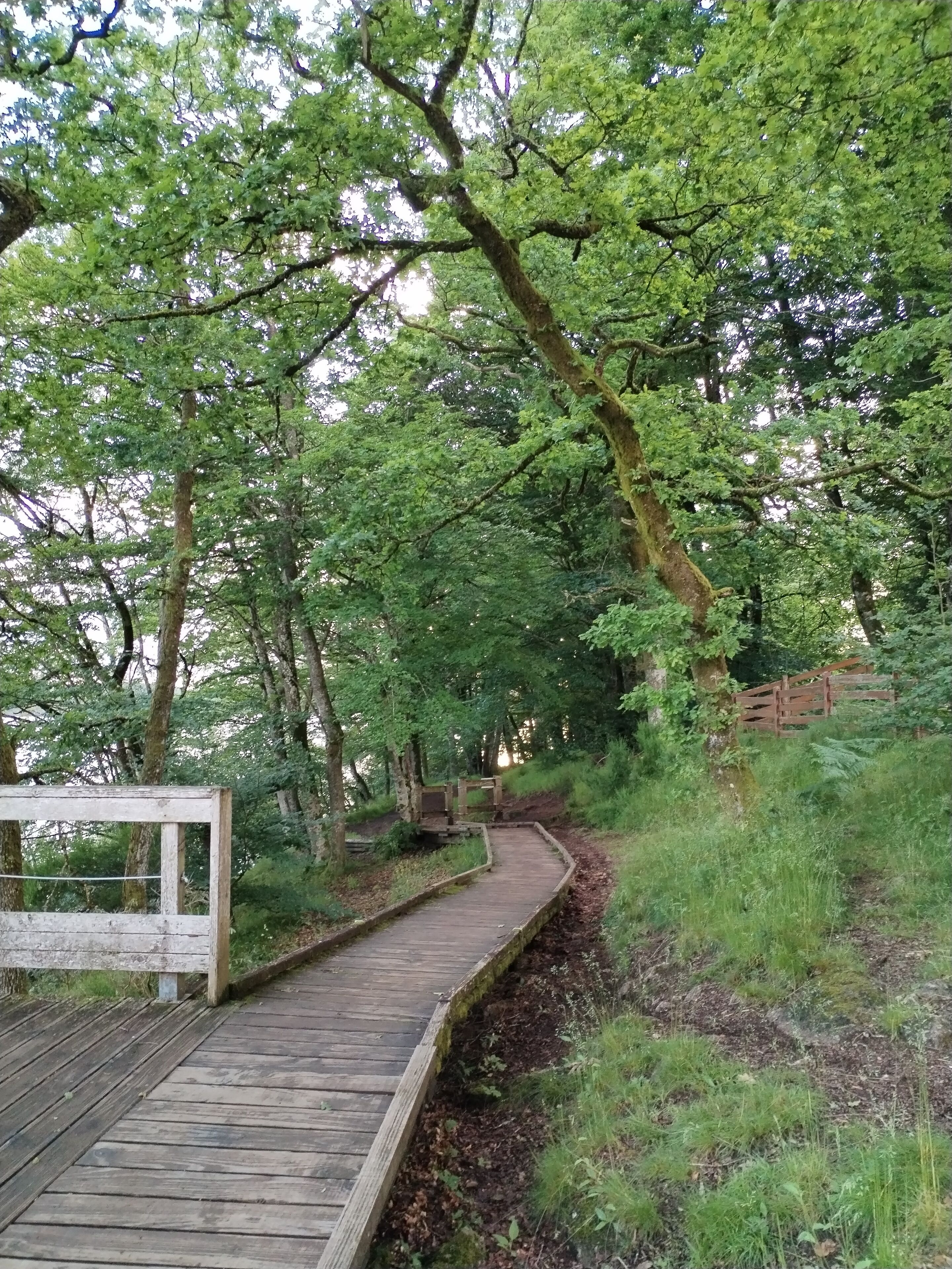 En träpromenadstig i ett skogsområde, med en bänk på vänster sida.