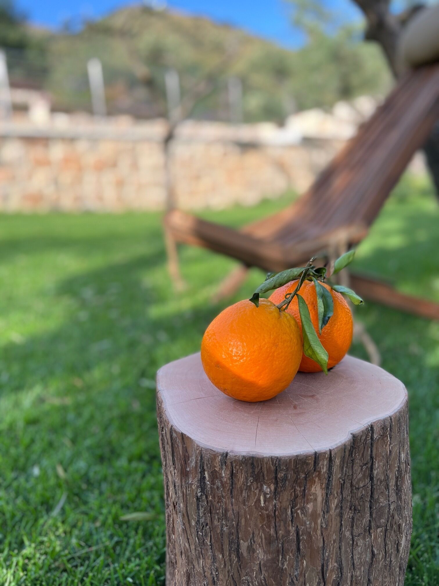 Dos naranjas sobre un tocón de árbol en una zona con césped, con una hamaca y un muro de piedra al fondo.
