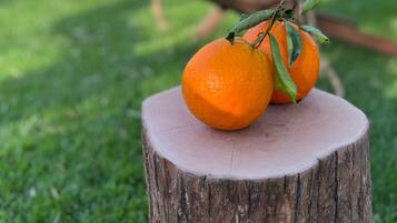 Dos naranjas sobre un tocón de árbol en una zona con césped, con una hamaca y un muro de piedra al fondo.