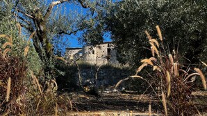 Um caminho de pedra serpenteia até um edifício de pedra com aspecto rústico, rodeado por oliveiras e grama seca.