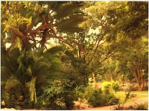Escape to a serene tropical oasis amidst lush vegetation and vibrant palm trees.