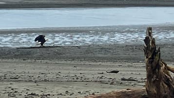 On the beach