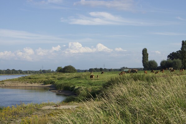 Paisaje rural con un río, ganado pastando y cielo despejado.