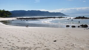 Une plage parsemée d’empreintes, un chien et une eau agitée.