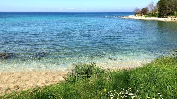 Una vista costera despejada, con playa de arena y zona ajardinada.
