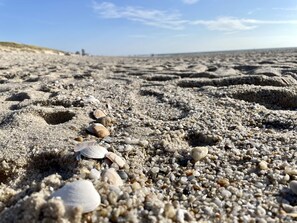 Un gros plan d’une plage de sable avec divers coquillages et galets.