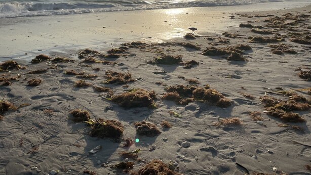 Ein Strand mit Seetang am Sand und dem Meer im Hintergrund.
