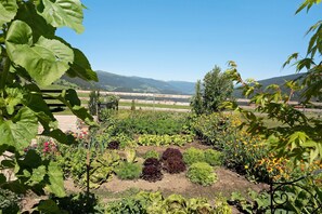 A garden with various plants and a clear view of distant mountains.