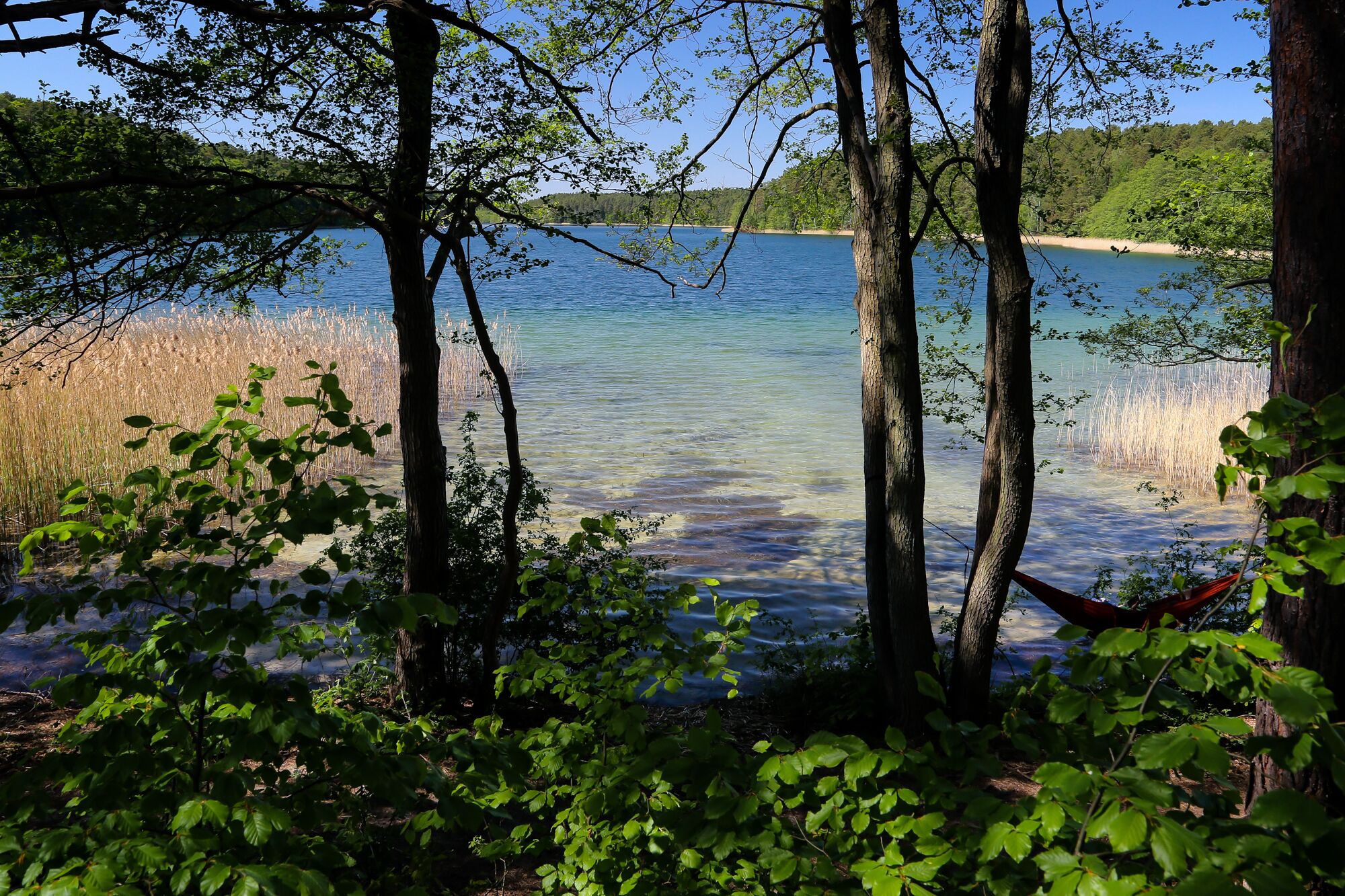 Un paisaje natural con un lago, árboles y juncos.
