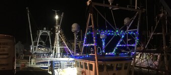 CORBIE NEIST: Overlooking Kirkcudbright Harbour