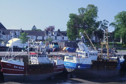 CORBIE NEIST: Overlooking Kirkcudbright Harbour