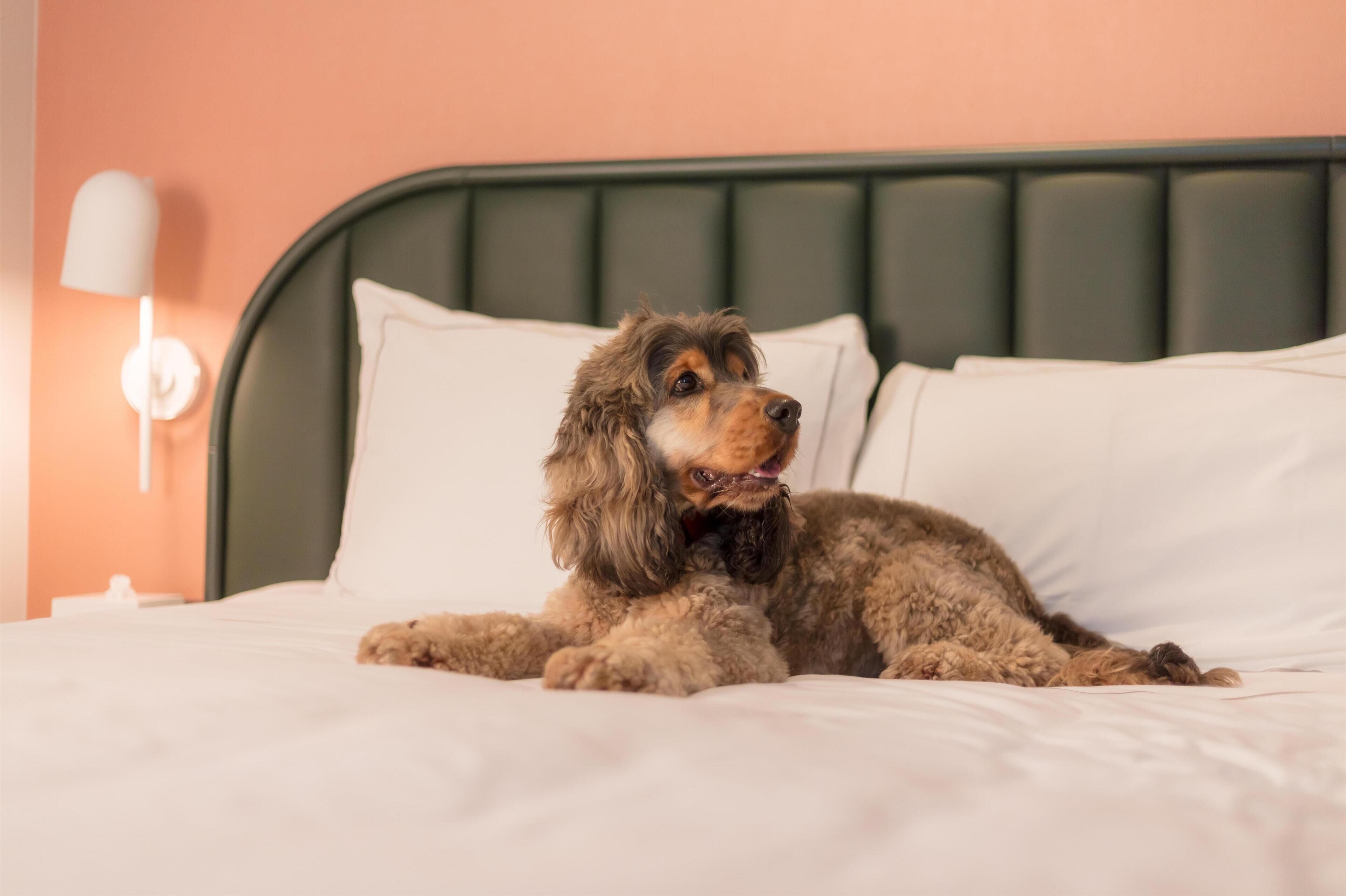 Un perro descansando sobre una cama con ropa de cama blanca y un cabecero verde.