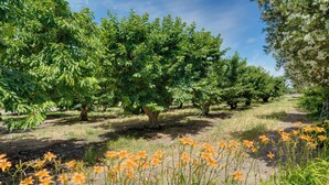 An orchard with rows of trees and blooming flowers. - Charming Lodi Retreat: Walk to Local Wineries (Lodi)