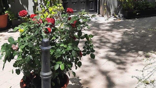 A potted plant with red flowers in front of a building with a black door and a sign reading "N6-S1".