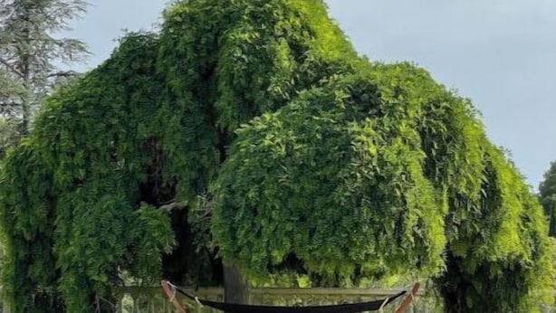 Une piscine avec un hamac et un grand arbre en arrière-plan.
