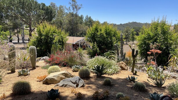A desert garden with various cacti and succulents, a wooden pergola, and a building in the background. - Ranch in equestrian community (Murrieta)