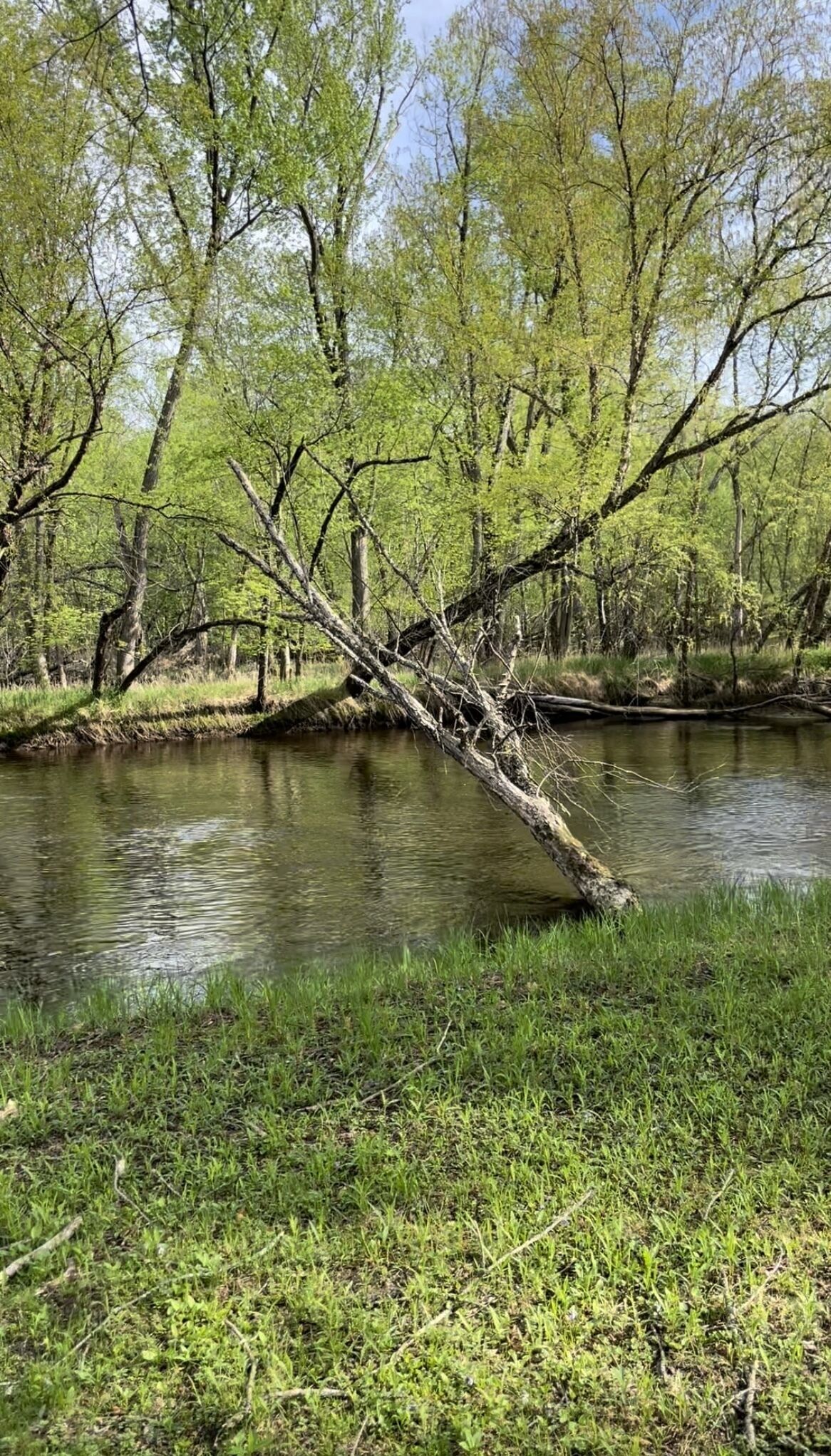 A river with a fallen tree in the foreground, surrounded by lush greenery and trees.