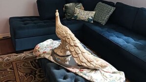 A living room with a dark blue sofa, a decorative peacock sculpture on a ottoman, and three peacock-themed paintings on the wall. - Park Ave Peacock in the heart of Cleveland TN (Cleveland)