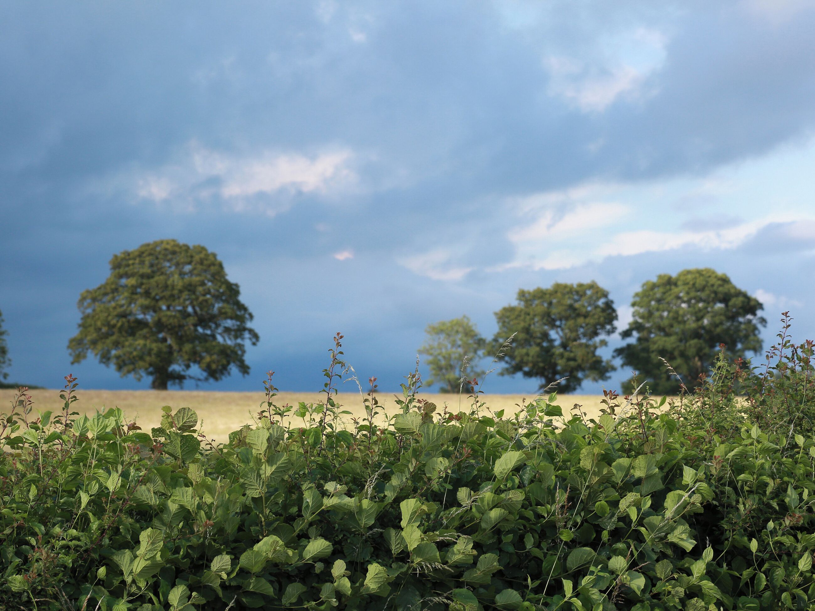A landscape with trees and a field.