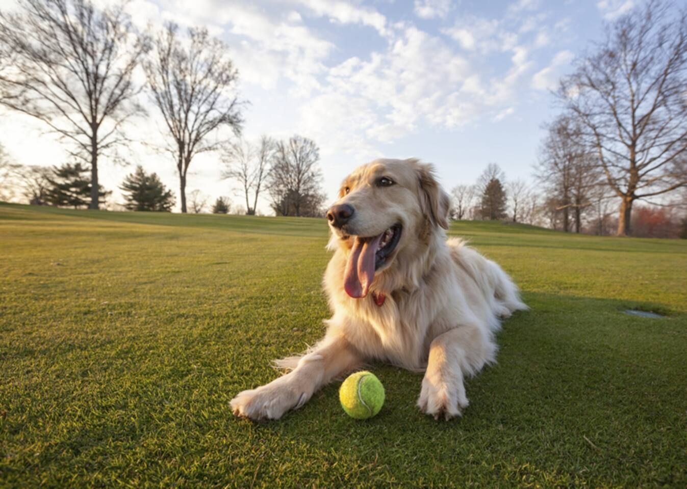 A dog lying on grass with a tennis ball beside it.