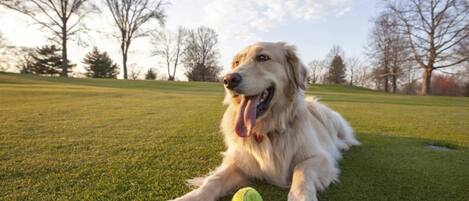 A dog lying on grass with a tennis ball beside it.