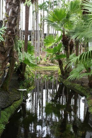 A serene indoor garden with a central pond, surrounded by tall palm trees and lush greenery. - Polynesian Koi Pond Gardens Condo in Hilo w pool (Hilo)