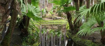 Polynesian Koi Pond Gardens Condo in Hilo w pool