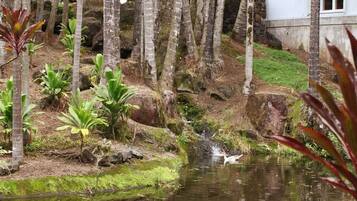 A natural landscape with a small stream, surrounded by trees and rocks.
