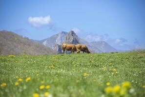 A field with cows grazing, a mountain range in the background, and a clear sky.