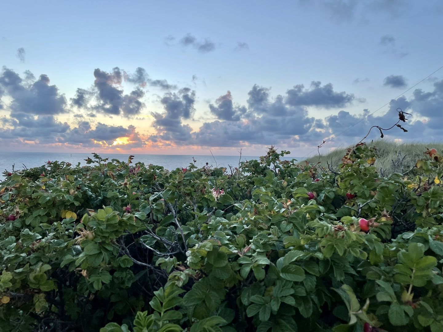A coastal landscape with dense vegetation and a view of the sea during sunset.
