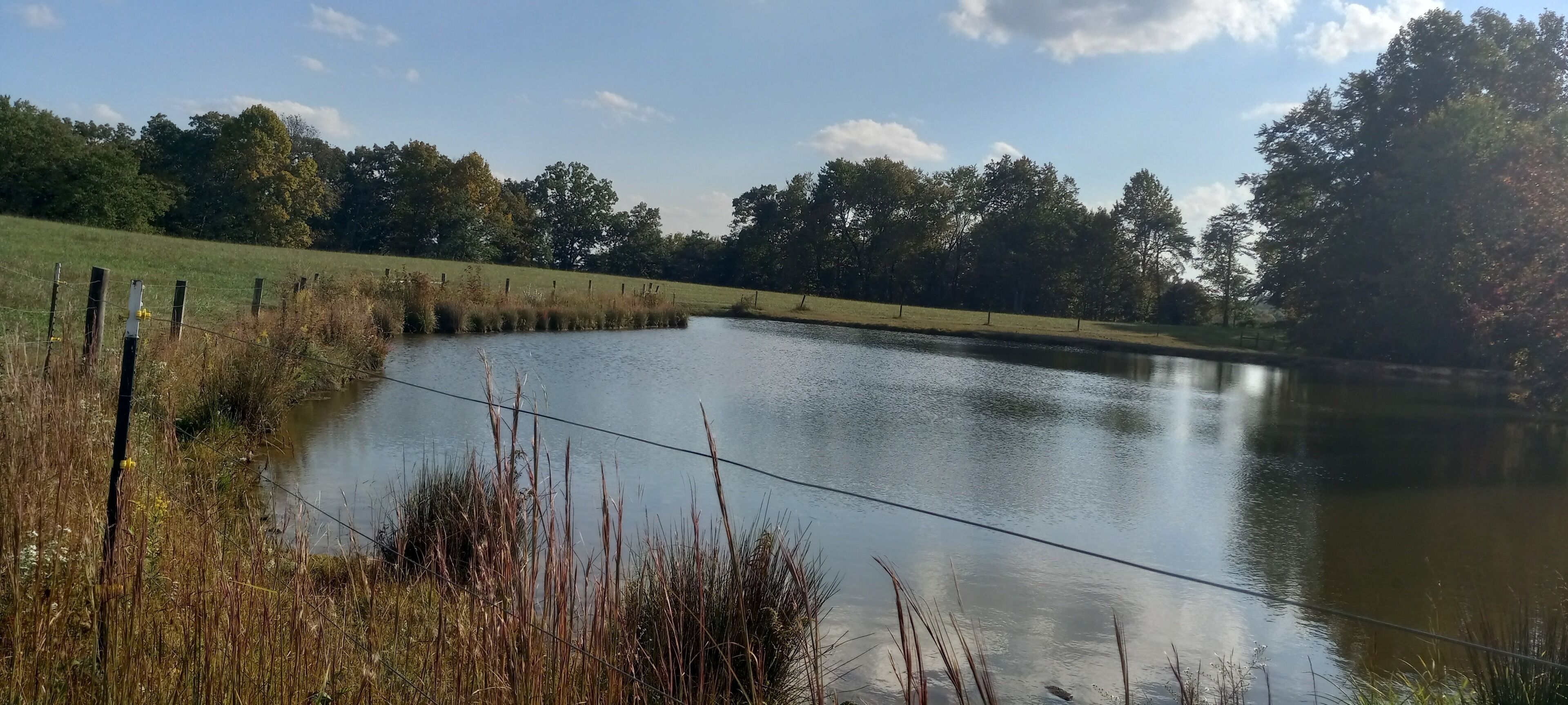 A calm pond surrounded by a grassy field and trees.