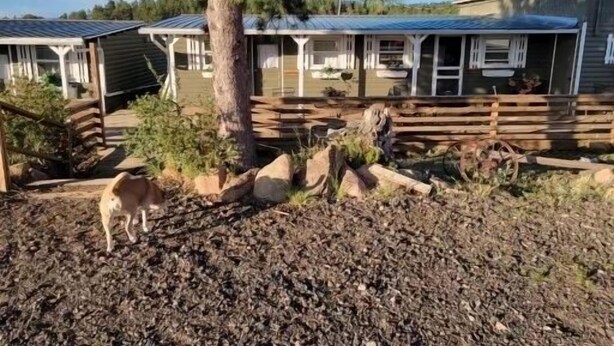 A single-story house with a fenced yard, a dog, and a tree. - Relaxing Cabin in the heart of Red Feather Lakes!! (Red Feather Lakes)