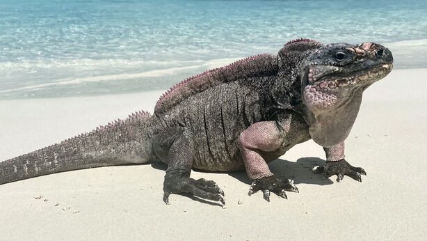 A large iguana on a sandy beach with clear turquoise water and a rocky outcrop in the background. - Beautiful modern Harbour house with amazing Sunset Views ! (Black Point, Great Guana Cay)