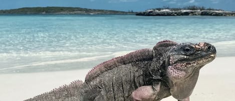 Plage à proximité