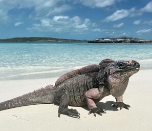 A large iguana on a sandy beach with clear turquoise water and a rocky outcrop in the background.