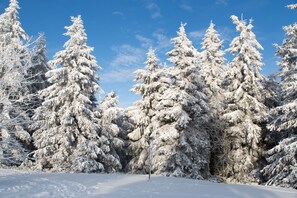 Un paysage enneigé, parsemé de grands arbres à feuilles persistantes.