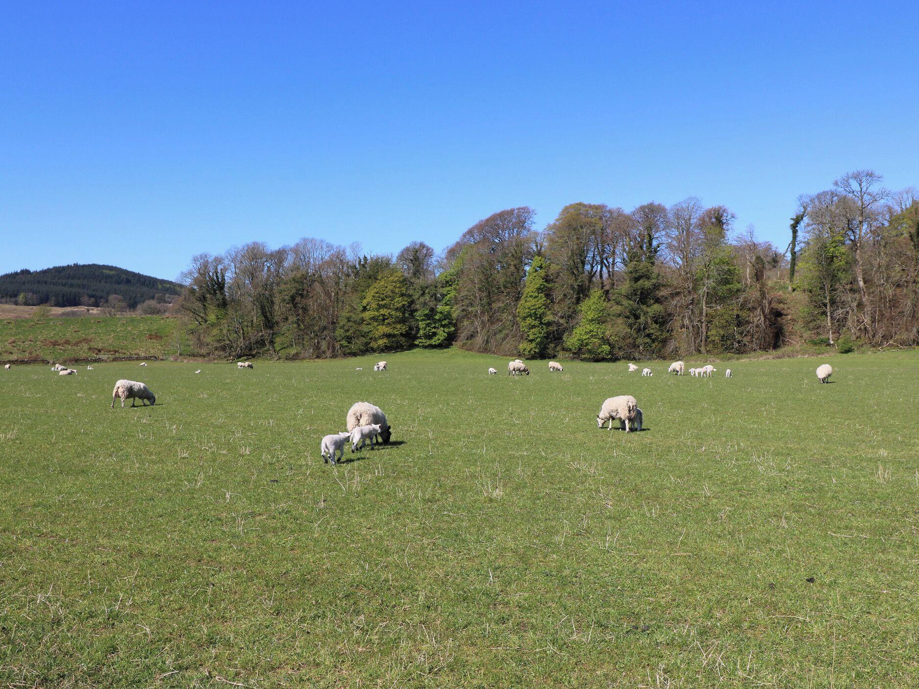 Un campo extenso y cubierto de hierba, con ovejas dispersas y árboles al fondo.