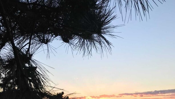 Una playa con atardecer, árboles y mar en calma.