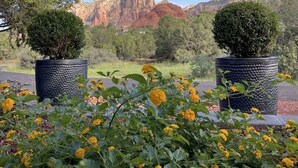 Un jardín con flores amarillas y dos árboles en macetas, con una montaña al fondo.