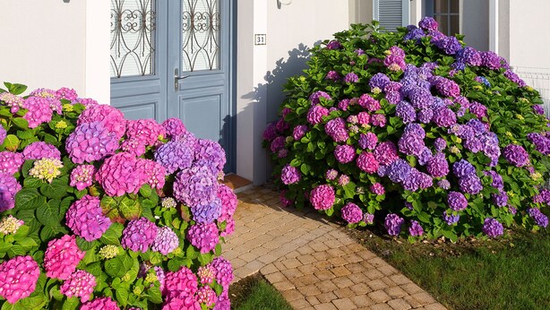 A white building with a blue door, a small window, and a balcony. There are two flower bushes in front of the building. - Les Villas de Fontenelles (Apremont)