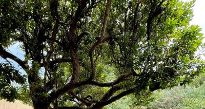 Maison Colbert by Agence Bru - 396155