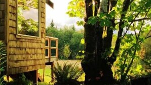 A rustic wooden cabin with a wooden staircase leading up to a deck, surrounded by lush greenery and trees.