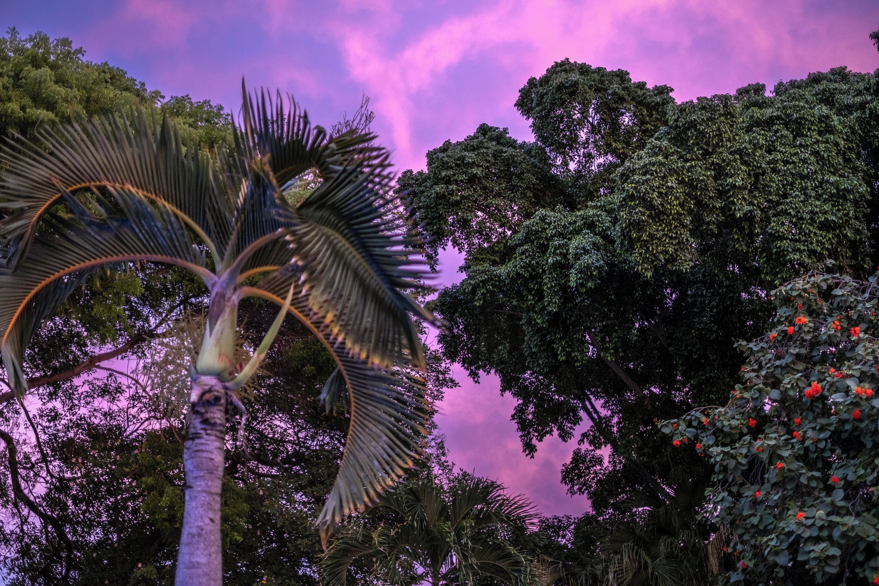 Foto - Kura Botanica Hotel