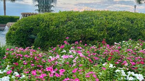 A landscaped garden with a water feature and a palm tree. - Tupelo Bay Getaway. Stylish & Upscale Villa. Newly Built. Beach,Golf,Pools,Sun! (Murrells Inlet)